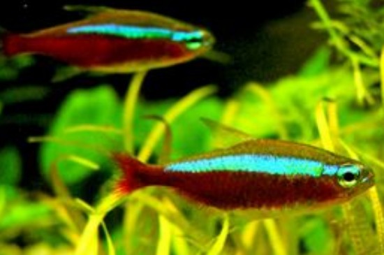 寶蓮燈魚的飼養(yǎng)方法