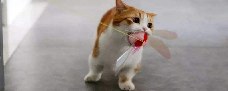 短腿貓是什么品種