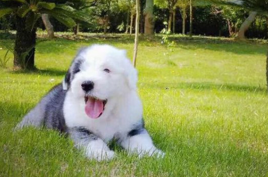 古牧犬怎么看純不純
