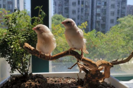 文鳥怎么過冬