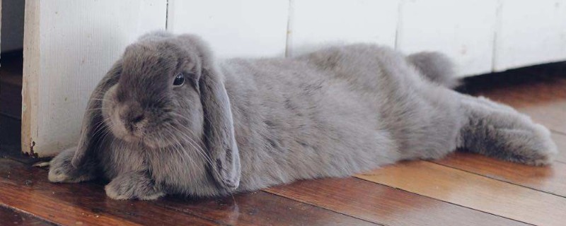 垂耳兔的飼養(yǎng)方法
