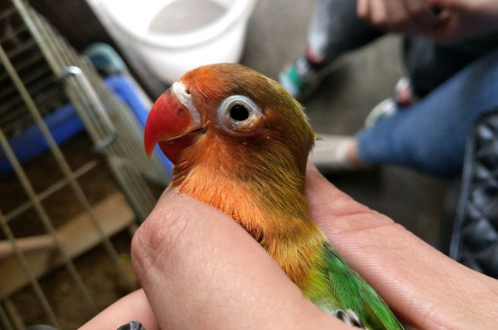 鸚鵡怎么分雌雄