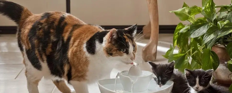 冬天怎么讓貓喝到溫水