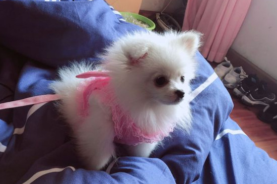 博美犬怎樣訓(xùn)練