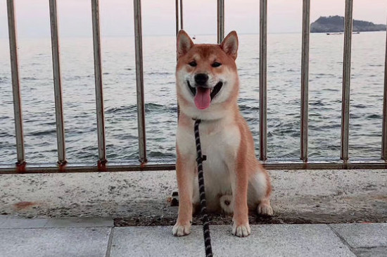 柴犬可以當(dāng)土狗養(yǎng)么