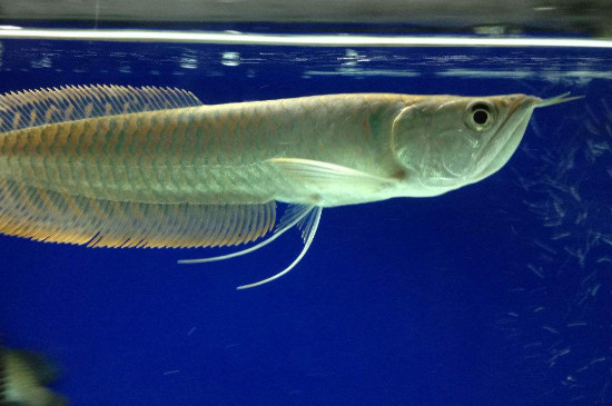 怎樣解決飛鳳吸龍魚