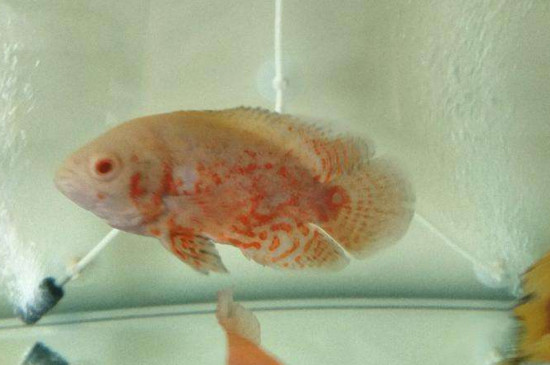 養(yǎng)一條地圖魚好嗎