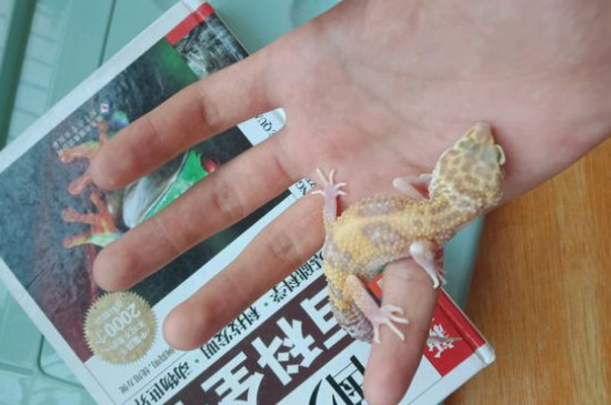 守宮蜥蜴認得主人嗎