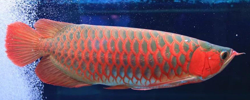 龍魚一個(gè)月不吃食怎么辦