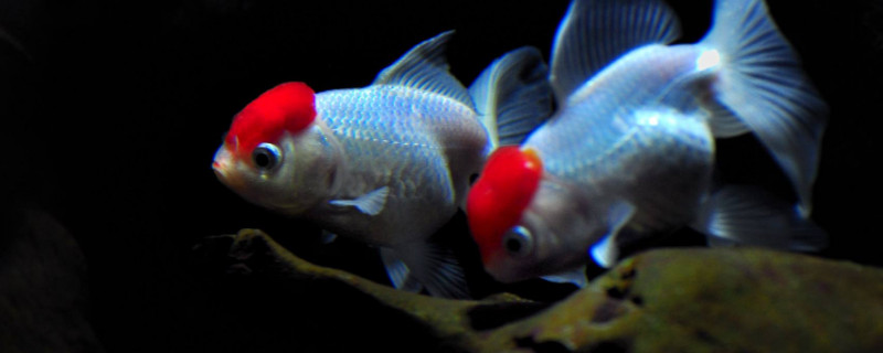 金魚(yú)是怎么培育出來(lái)的