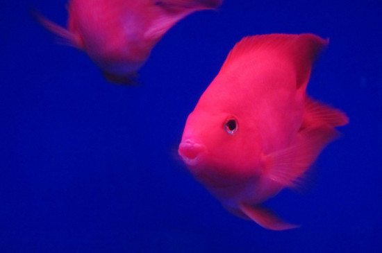 鸚鵡魚胸鰭爛了怎么辦