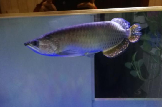 星點龍魚為什么不在上層游