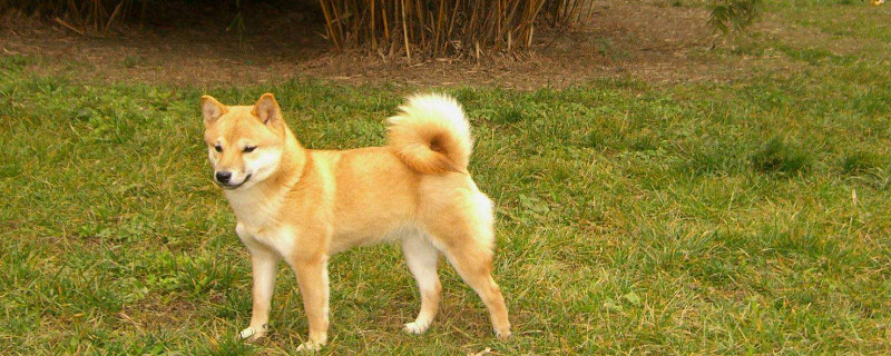 柴犬幾個月開始認(rèn)主