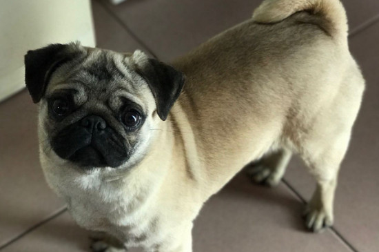 巴哥犬討厭主人的表現(xiàn)