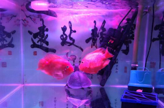 養(yǎng)鸚鵡魚多久放一次鹽