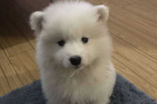 純種薩摩耶犬多少錢一只，幼犬價(jià)格大概在800-4000元左右
