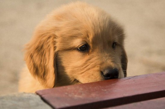 金毛幼犬怎么訓(xùn)練，指定口令保持耐心并要獎(jiǎng)罰分明