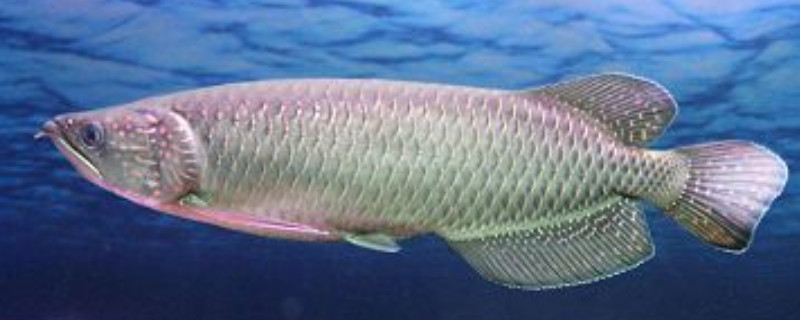 星點龍魚壽命多長