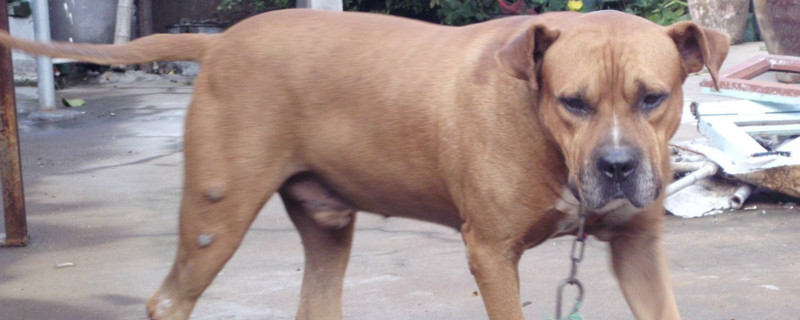 比特犬咬人怎么處理