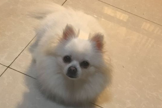 博美犬的壽命多長，一般能活10-16年最多20年左右
