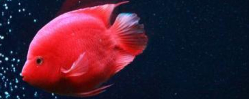 鸚鵡魚(yú)飼養(yǎng)方法和注意事項(xiàng)
