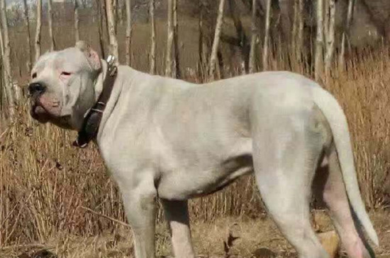 杜高犬怎么訓(xùn)練捕獵