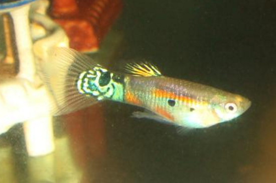 孔雀魚繁殖太快怎么辦
