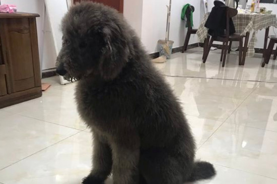 巨貴犬是怎么來的