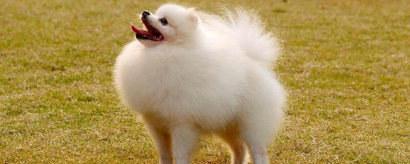 博美犬晚上叫怎么處理