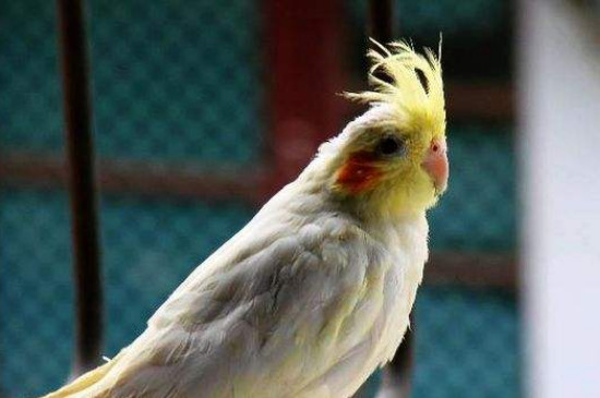 玄鳳鸚鵡怎么防止禿頭