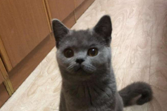 英短掉毛嗎