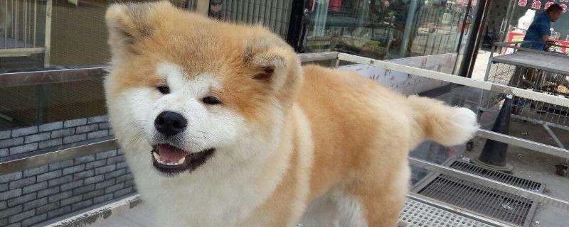 秋田犬認(rèn)主人需要多久