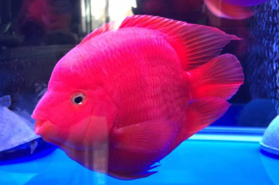 血鸚鵡魚(yú)怎么繁殖