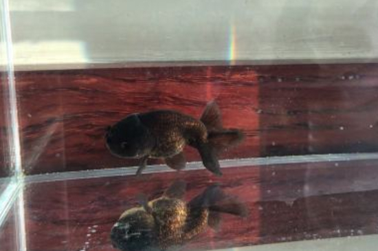 70厘米水深能養(yǎng)金魚(yú)嗎
