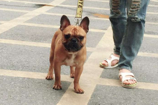 法牛犬好養(yǎng)嗎