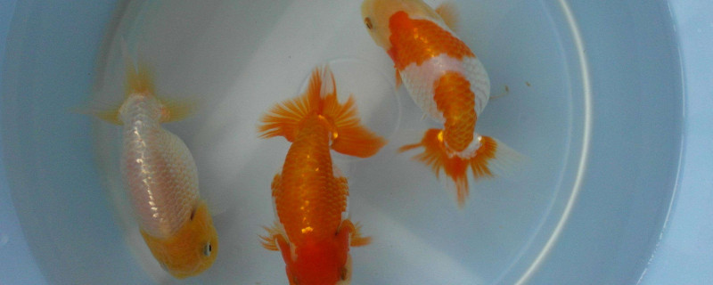 家里金魚養(yǎng)幾條合適