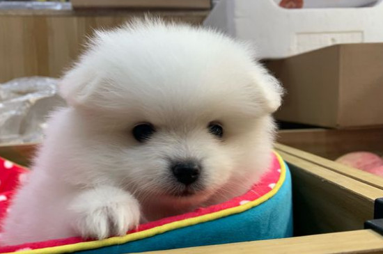 博美掉毛嗎