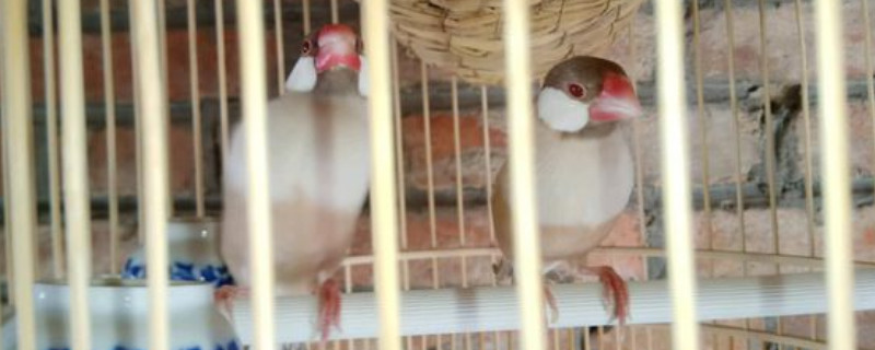 文鳥繁殖前的征兆
