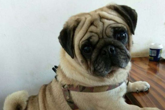 巴哥犬性格怎么樣，巴哥犬的性格優(yōu)缺點(diǎn)