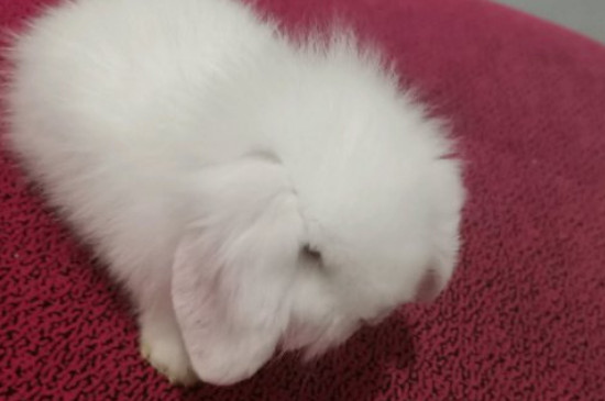 養(yǎng)侏儒兔子要注意什么