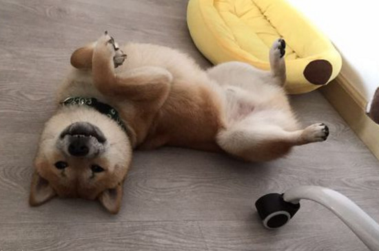 為什么有的柴犬很瘦