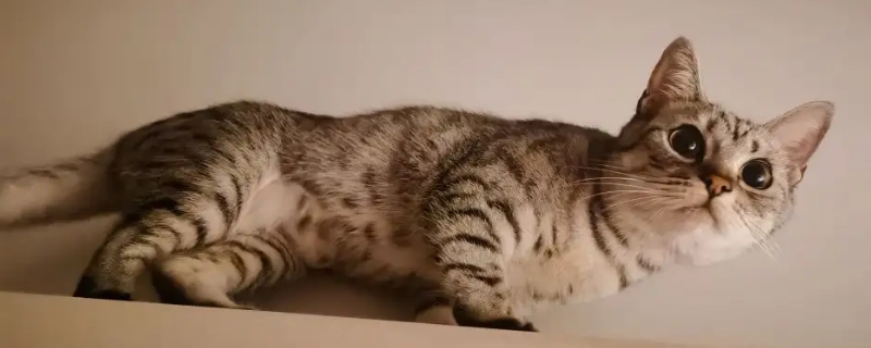 母貓生完小貓多久可以再懷孕