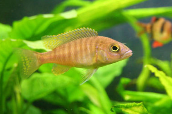 孔雀魚(yú)能吃紅蟲(chóng)嗎