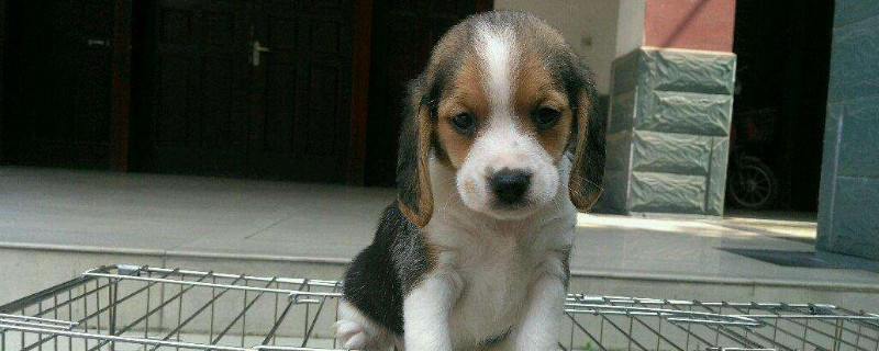 比格犬的飼養(yǎng)要點