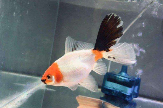 金魚尾巴斷了會(huì)再長(zhǎng)嗎