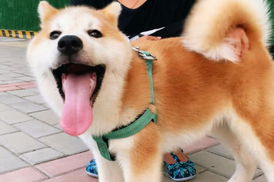 養(yǎng)秋田犬的禁忌