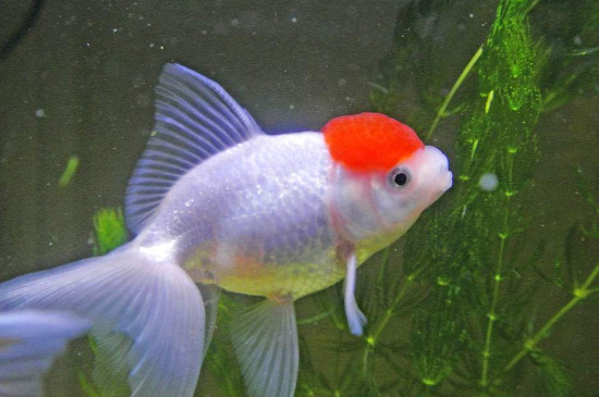 金魚頭上有白色絮狀物