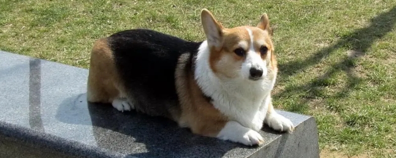 黃毛狗狗品種
