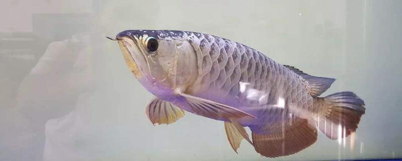 馬印燈對(duì)龍魚發(fā)色有幫助嗎