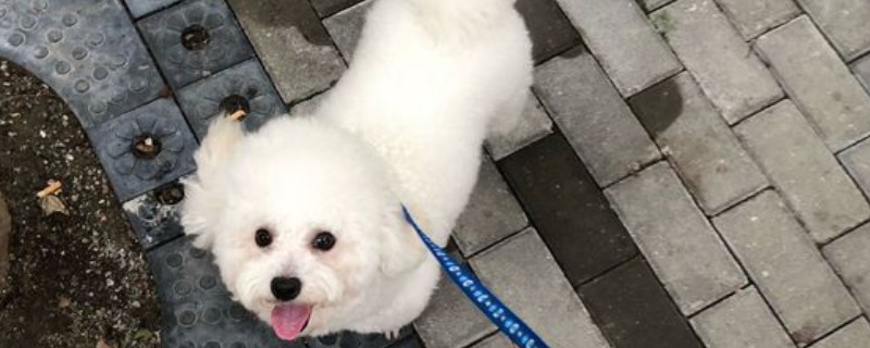 比熊犬能長到多大